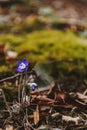 Blue Spring Flowers in a Forest Royalty Free Stock Photo