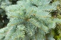 Close up on blue spruce branches.