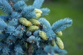 close-up of a blue spruce with cones, natural background Royalty Free Stock Photo