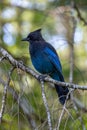 Close up of a blue Steller`s jay Cyanocitta stelleri, also called long-crested jay, mountain jay or pine jay Royalty Free Stock Photo