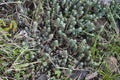 Close-up of blue stonecrop in the spring. Sedum rupestre Royalty Free Stock Photo