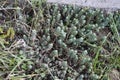 Close-up of blue stonecrop in the spring. Sedum rupestre Royalty Free Stock Photo