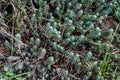 Close-up of blue stonecrop in the spring. Sedum rupestre Royalty Free Stock Photo