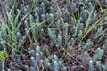 Close-up of blue stonecrop in the spring. Sedum rupestre Royalty Free Stock Photo