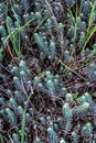 Close-up of blue stonecrop in the spring. Sedum rupestre Royalty Free Stock Photo