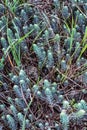 Close-up of blue stonecrop in the spring. Sedum rupestre Royalty Free Stock Photo
