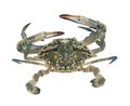 Close up of blue swimmer crab Royalty Free Stock Photo