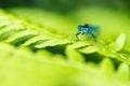 Close up of a Blue-tailed Damselfly infuscans Ischnura elegans eating a bug Royalty Free Stock Photo