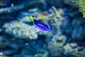 Close up Blue Tang Fish. Fish is kind of cichlids swimming in see water aquarium