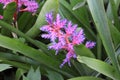 Close Up of a Blue Tango Bromeliad Flower