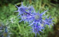 Blue thistle flower