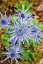 Close up of blue thistle flower