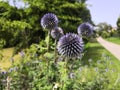 Close-up on a blue thistle flower Royalty Free Stock Photo