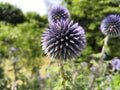 Close-up on a blue thistle flower Royalty Free Stock Photo