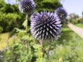 Close-up on a blue thistle flower Royalty Free Stock Photo
