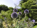 Close-up on a blue thistle flower Royalty Free Stock Photo