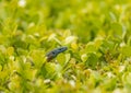 Close up of a blue-throated keeled lizard Algyroides nigropunctatus,popping his head out of a hedge. Royalty Free Stock Photo