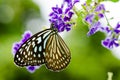 Close up Blue Tiger butterfly or Tirumala hamata Royalty Free Stock Photo