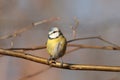 Blue tit - Parus caeruleus in the forest Royalty Free Stock Photo