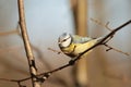 Blue tit - Parus caeruleus in the forest Royalty Free Stock Photo