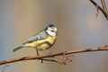 Blue tit - Parus caeruleus in the forest Royalty Free Stock Photo