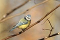 Blue tit - Parus caeruleus in the forest Royalty Free Stock Photo