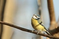 Blue tit - Parus caeruleus in the forest Royalty Free Stock Photo