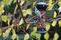 close up of blue tits on a bird feeder Royalty Free Stock Photo