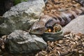 A Blue-Tonged Skink Royalty Free Stock Photo