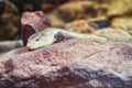 Close up on blue-tongued skink tiliqua scincoides Royalty Free Stock Photo