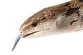 Close up of Blue Tongued Skink with tongue out Royalty Free Stock Photo