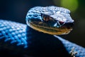 Close-up of a blue venomous snake that represents Crafty