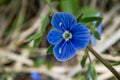 Close-up of blue Veronica persica birdeye speedwell flower blooming Royalty Free Stock Photo