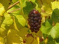 Close up of blue Vine of grapes and colorful autumn leaves under Royalty Free Stock Photo