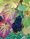 Close up of blue Vine of grapes and colorful autumn leaves under Royalty Free Stock Photo