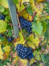 Close up of blue Vine of grapes and colorful autumn leaves under Royalty Free Stock Photo