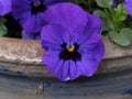 Close up of a blue viola violeae in an old blue flower pot