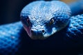 Close-up of a blue viper with two colored eyes