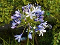 Close up of a blue and white agapanthus, in summer