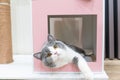 close up blue and white british shorthair cat posing head out and resting in cat house Royalty Free Stock Photo