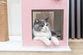 close up blue and white british shorthair cat posing inside the cat house Royalty Free Stock Photo