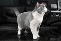 close up of a blue and white british shorthair cat standing on a table Royalty Free Stock Photo