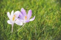 Close up of blue and white crocus flowers Royalty Free Stock Photo