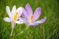Close up of blue and white crocus flowers Royalty Free Stock Photo