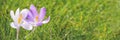 Close up of blue and white crocus flowers in the grass, spring concept Royalty Free Stock Photo