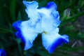 Close Up Of Blue and White Iris Flower Royalty Free Stock Photo
