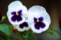 Close up of blue and white pansy flowers or pansies blooming