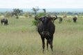 Blue wildebeest eating grass