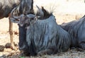 Close up of a Blue Wildebeest, with good detail on fur markings and face