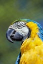 Close up of a blue yellow macaw Royalty Free Stock Photo